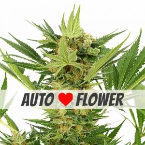 AK 47 Autoflower Seeds AK 47 Autoflower