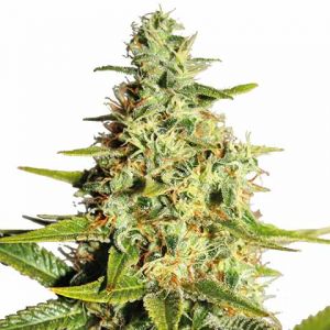 Afghan Feminized Seeds Afghan Seeds