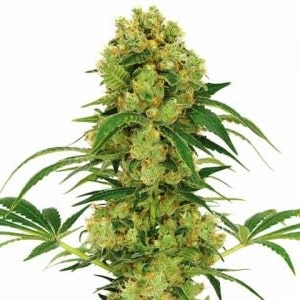 Big Bud Feminized Seeds Big Bud Seeds