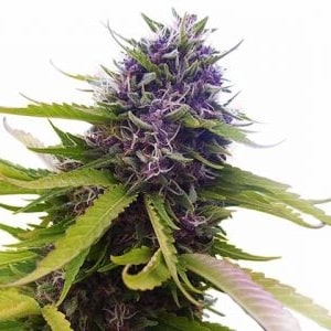 Blueberry Feminized Seeds Blueberry Seeds