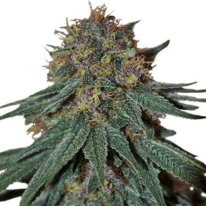 Purple Haze Feminized Purple Haze Seeds