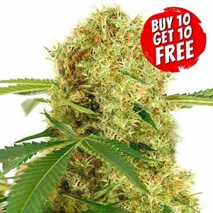 White Widow Feminized White Widow Seeds