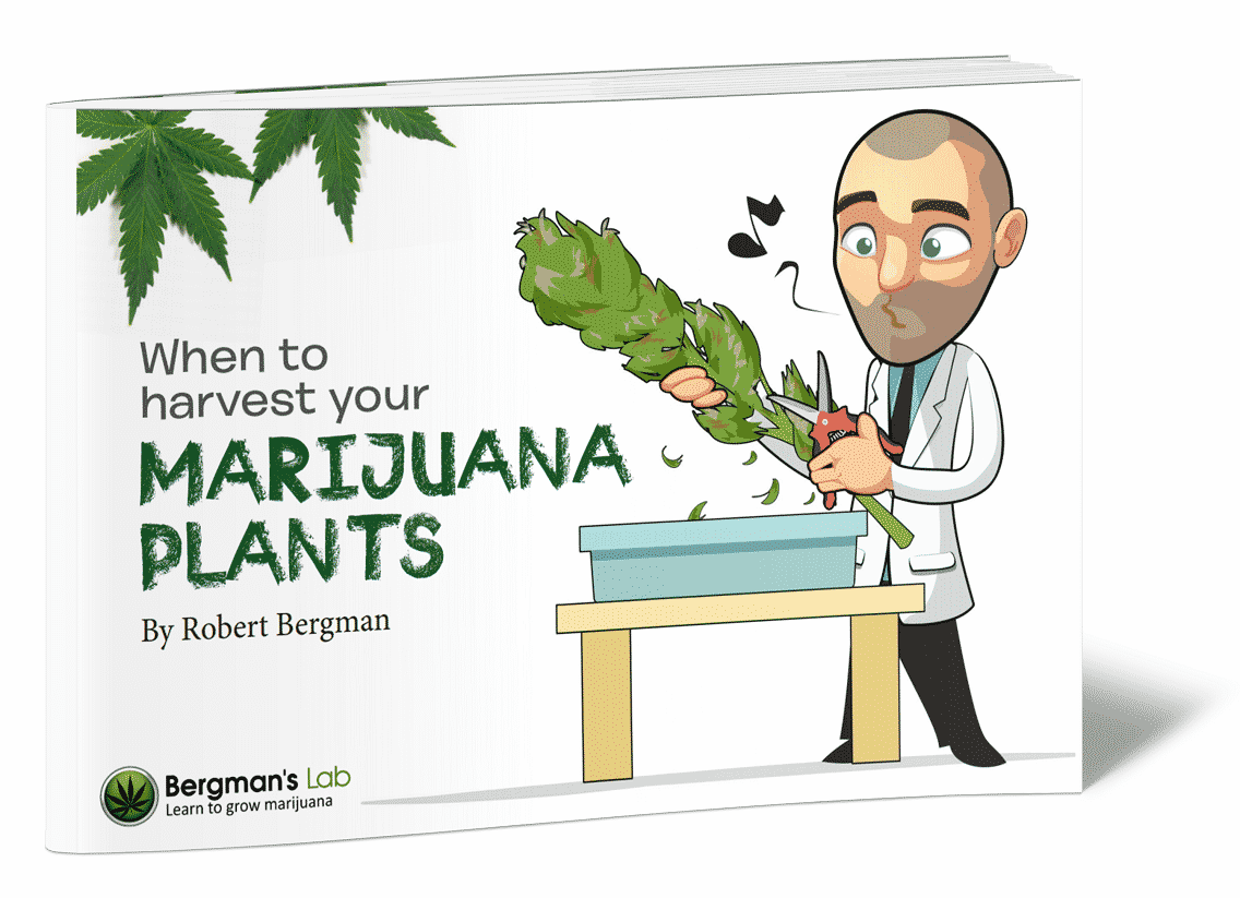 Cannabis Plant Guide