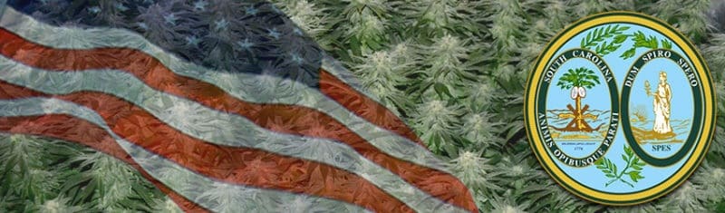 Buy Marijuana Seeds In South Carolina