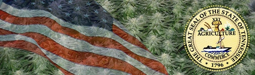 Buy Marijuana Seeds In Tennessee