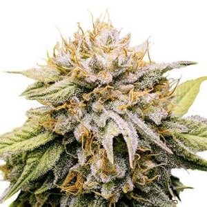 Mango Kush Feminized Mango Kush Seeds