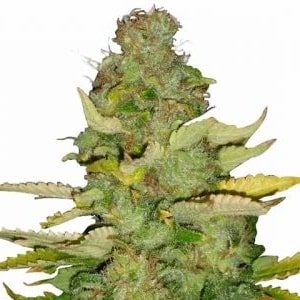 Maui Wowie Feminized Maui Wowie Seeds