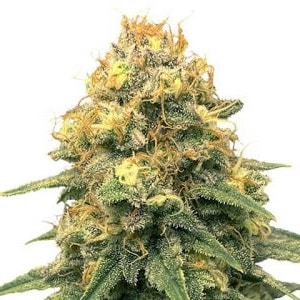 Power Plant Feminized Power Plant Seeds