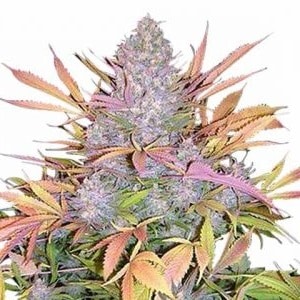 Strawberry Cough Seeds