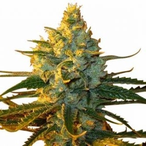 Strawberry Cough Seeds