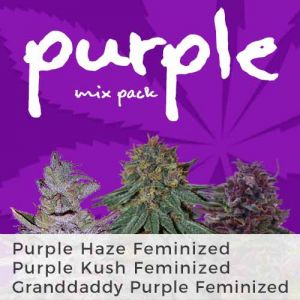 Purple Mix Pack Marijuana Seeds