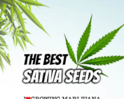 Sativa Cannabis Seeds