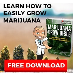 Grow Your Own Marijuana Seeds