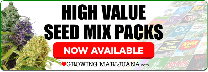 Buy Marijuana Seeds In USA Online