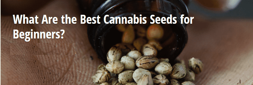 Best Marijuana Seeds For Beginners