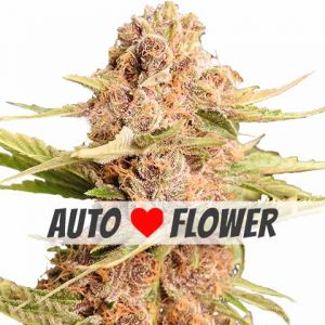 Girl Scout Cookies Extreme Autoflower Seeds