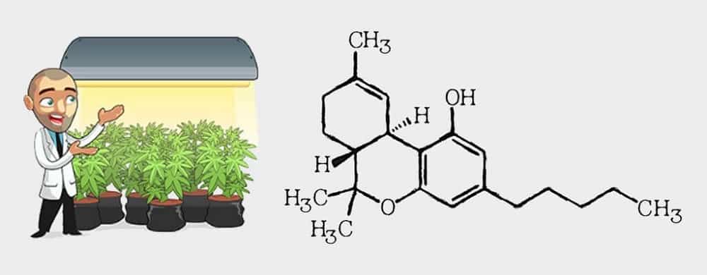 Maximize The Potency From Your Marijuana Crop