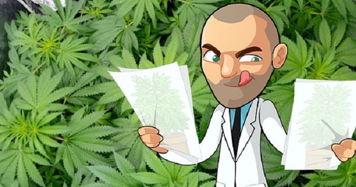Understanding Medical Marijuana Seeds