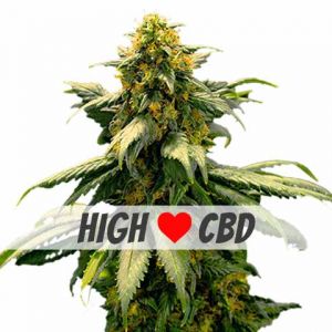 Harlequin Feminized Seeds Harlequin Feminized