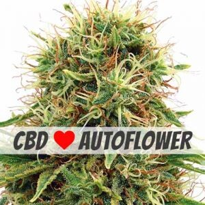 Kush CBD Autoflower Seeds