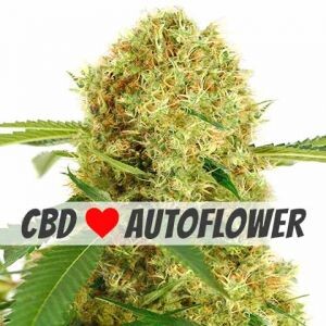 White Widow CBD Autoflower Seeds