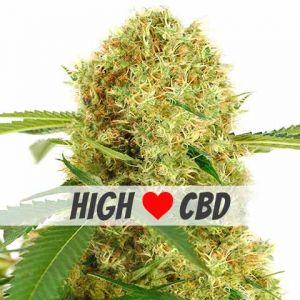 White Widow CBD Feminized White Widow CBD Feminized Seeds