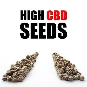 High CBD Low THC Feminized Seeds