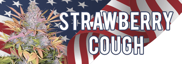 Strawberry Cough Seeds Shipped To USA