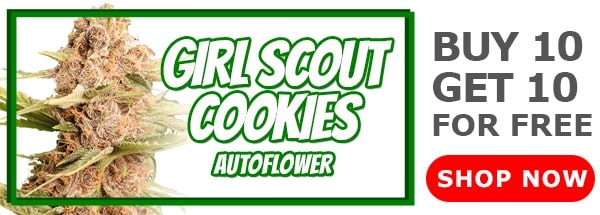 420 Sale Girl Scout Cookies Autoflower Seeds