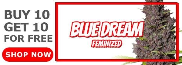 420 Sale Blue Dream Feminized Seeds