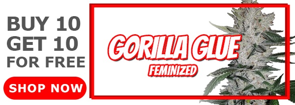 Gorilla Glue Feminized Seeds Sale