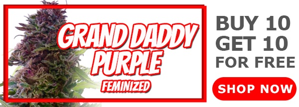 420 Sale Grand Daddy Purple Feminized Seeds