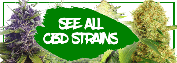 Buy CBD Marijuana Seeds