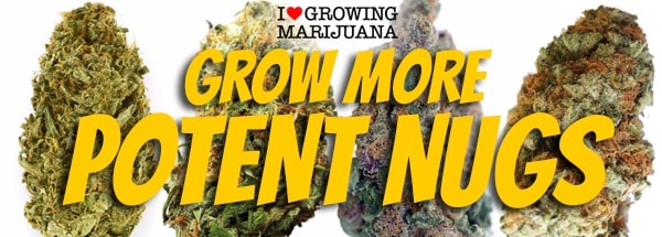 Grow High Quality Weed From Seeds
