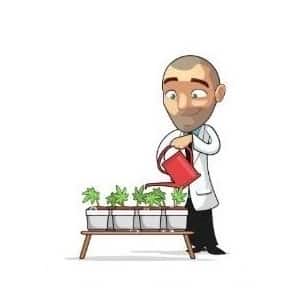 Grow Cannabis Seeds