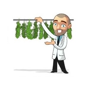 How To Harvest Cannabis Plants