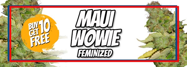 Maui Wowie Seeds Memorial Day Sale