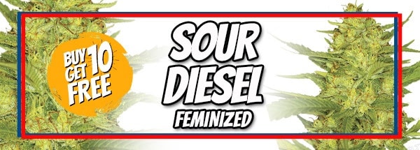 Sour Diesel Seeds Memorial Day Sale
