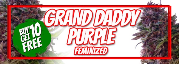 Buy 10 Get 10 Free Grand Daddy Purple Seeds