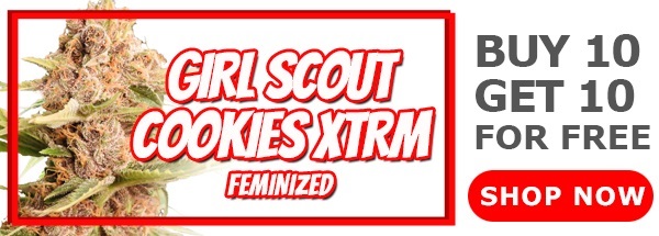 Girl Scout Cookies Extreme Feminized Marijuana Seeds