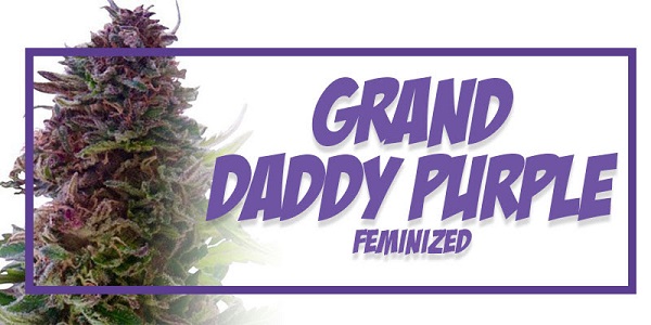 Grand Daddy Purple Feminized Seeds