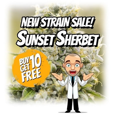 New Strain Sunset Sherbet Seeds