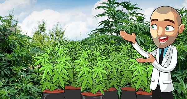 When Can You Grow Marijuana Outdoors
