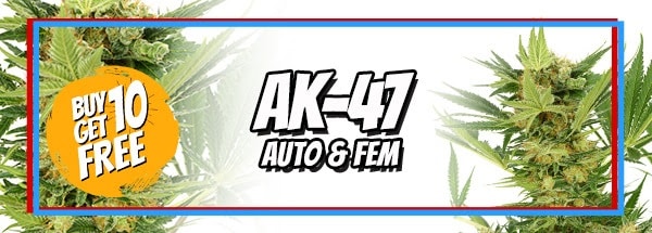 4th July Sale Free AK 47 Seeds