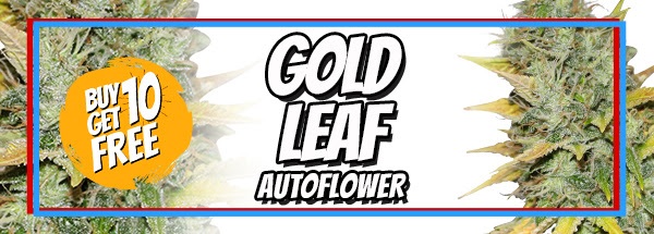 4th July Sale Free Gold Leaf Autoflower Seeds