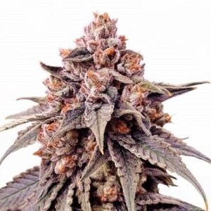 Zkittlez Feminized Seeds