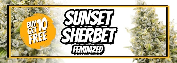 Sunset Sherbet Seeds Sale