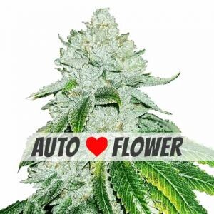 Gelato Autoflowering Seeds