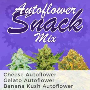Autoflower Snack Seeds Mix Pack