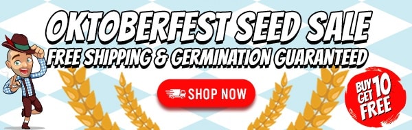 ILGM Oktoberfest Marijuana Seeds Sale